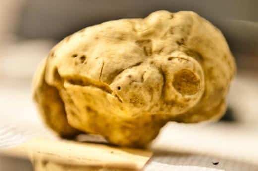 Tartufo Bianco Pregiato